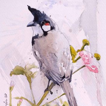 Bulbul